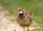 MG 7905-red leegged partridge