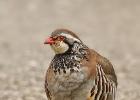 MG 7916-red legged partridge