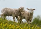 MG 7929-spring lambs