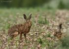 MG 7953-brown hares