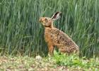 MG 7990-brown hare