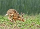 MG 7993-brown hare