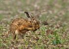 MG 8034-brown hare