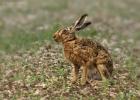 MG 8046-brown hare