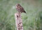 MG 0327-little owl