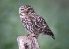 MG 0334-little owl