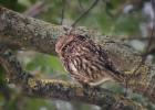 MG 0361-little owl