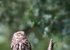 MG 0396-little owl