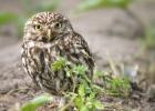 MG 0460-little owl