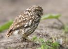 MG 0465-little owl