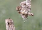 MG 0521-little owl