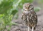 MG 0555-little owl