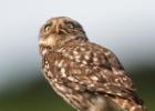 MG 0613-little owl