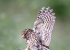 MG 0780-little owl