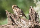 MG 0791-little owl