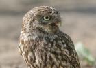 MG 0931-little owl