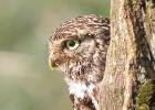 MG 1078-little owl