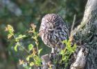 MG 1121-little owl