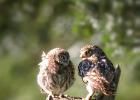 MG 1351-little owl and owlet