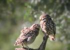 MG 1370-little owl and owlet