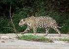 RAW 0128-jaguar
