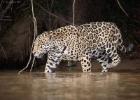 RAW 0155-jaguar