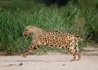 RAW 0257-jaguar