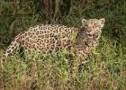 RAW 0571-jaguar