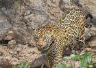 RAW 0611-jaguar