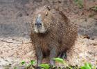 RAW 0643-capybara