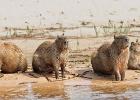 RAW 0670-capybara