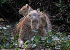 RAW 0674-capybara