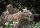 RAW 0681-capybara