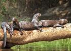 RAW 0698-giant otter