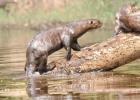 RAW 0752-giant otter