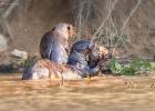 RAW 0914-giant otter