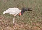 RAW 0941-jabiru