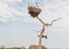 RAW 0961-jabiru nest