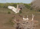 RAW 0976-jabiru nest