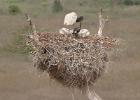 RAW 0984-jabiru nest