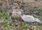 RAW 1030-plumbeous ibis