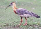 RAW 1036-buff necked ibis