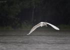 RAW 1142-gt white egret