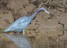 RAW 1251-little blue heron