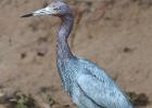 RAW 1259-little blue heron