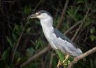 RAW 1269-black crowned night heron