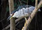 RAW 1272-black crowned night heron