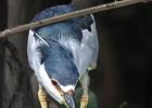 RAW 1280-black crowned night heron