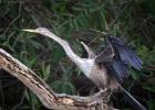 RAW 1297-anhinga