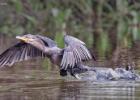 RAW 1351-neotropic cormorant